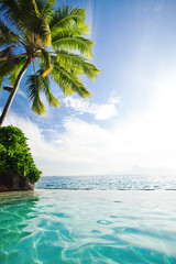 Wall Mural - Palm tree hanging over infinity pool