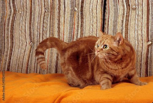 Chat American Shorthair De Profil Inquiet Sur Tissu Orange Buy This Stock Photo And Explore Similar Images At Adobe Stock Adobe Stock Chat American Shorthair De Profil Inquiet Sur Tissu Orange Buy This Stock Photo And Explore Similar Images At Adobe Stock Adobe Stock