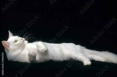 Chat Blanc Sur Fond Noir Allonge Sur Le Cote Photo Stock Adobe Stock Chat Blanc Sur Fond Noir Allonge Sur Le Cote Photo Stock Adobe Stock