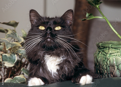 Chat Maine Coon Noir Et Blanc Aux Yeux Verts De Face Photo Stock Adobe Stock Chat Maine Coon Noir Et Blanc Aux Yeux Verts De Face Photo Stock Adobe Stock