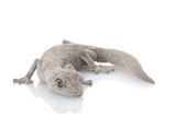 Fototapeta Zwierzęta - Western Spiny-tailed Gecko