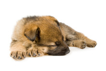 Sleeping Puppy Isolated Over White Background