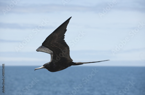 Oiseau En Vol Frégate Des Galápagos Buy This Stock Photo
