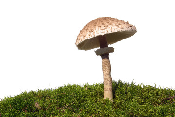 Poster - Riesenschirmpilz - Parasol mushroom 09