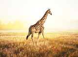 Fototapeta Sypialnia - Giraffe