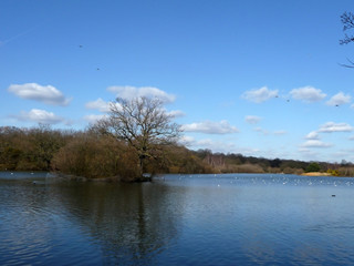 Sticker - Hainault Forest Water