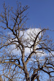 Fototapeta Na drzwi - Old Tree against Clear Sky