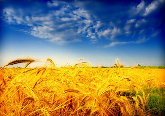 Sticker - wheat field