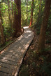 Sunshine breaking thru on wooden boardwalk in the rainforest