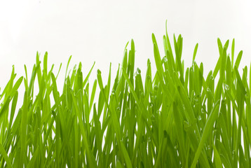 Sticker - Grass