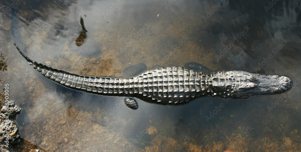 Aligator von oben im Everglades NP, Florida - obrazy, fototapety, plakaty 