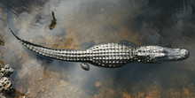 Aligator Von Oben Im Everglades NP, Florida