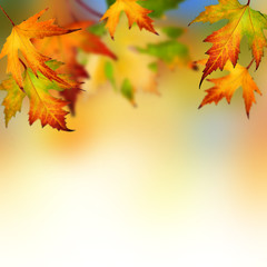 Canvas Print - Autumn Leaves