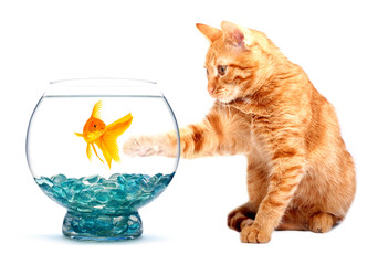 Canvas Print - Goldfish and cat