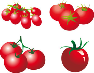 Wall Mural - Tomato vector