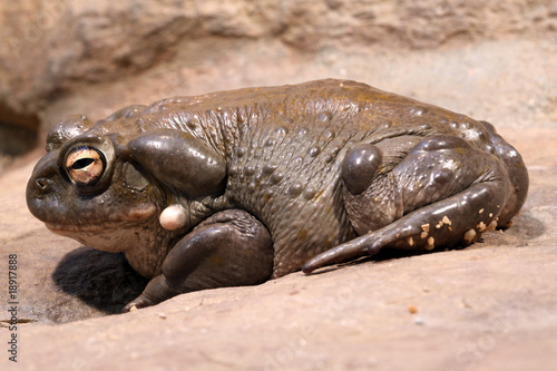 Obraz na płótnie canvas Ropucha kolorado (bufo alvarius)