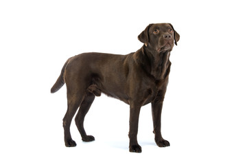 Wall Mural - Chocolate labrador retriever