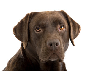 Wall Mural - Chocolate labrador retriever