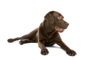 Wall Mural - Chocolate labrador retriever