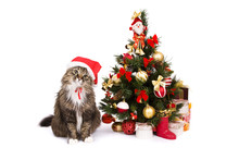 Cat In Red Christmas Cap Sit By Christmas Tree
