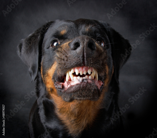 Dog of breed rottweiler. Tableau sur Toile