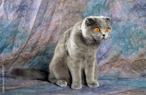 Scottish Fold Gris Aux Yeux Orange A L Air Etonne Photo Stock Adobe Stock Scottish Fold Gris Aux Yeux Orange A L Air Etonne Photo Stock Adobe Stock