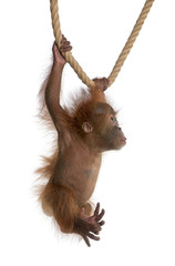 Sticker - Sumatran Orangutan, hanging from rope against white background