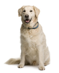 Wall Mural - Golden retriever, sitting in front of white background