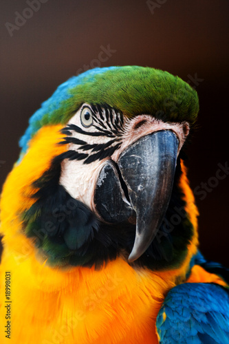 Foto-Fahne - Papagei (von Markus Hofmann)