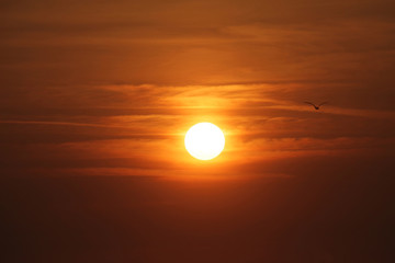 Seagull flying by around sunset