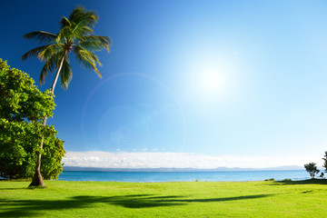 Wall Mural - caribbean sea and palms