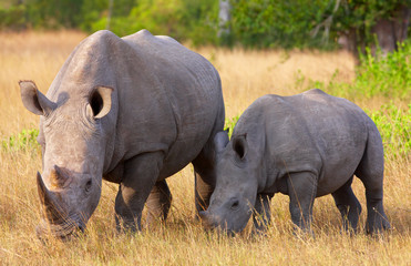 Wall Mural - Large white rhinoceros with calf