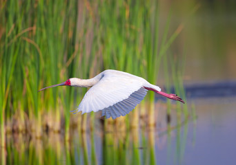 Wall Mural - The African Spoonbill (Platalea alba)