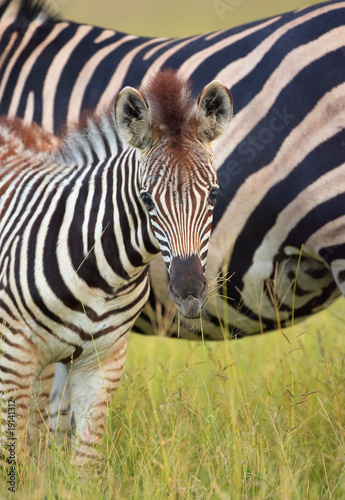 Plakat na papierze fotorealistycznym Stado zebr (afrykańskie equids)