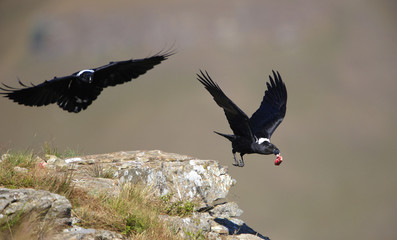 Wall Mural - White-necked Ravens