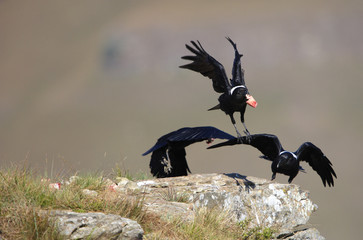 Sticker - White-necked Ravens