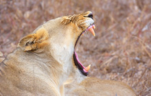 Lioness (panthera Leo) Yawning