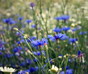 Wall Mural - Cornflowers