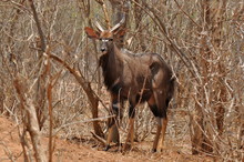 Male Of Nyala Antelope