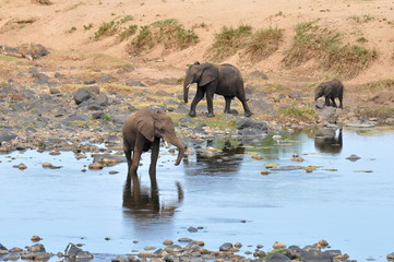 elephant near river Olifant,Kruger national park