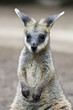 Young Wallaby