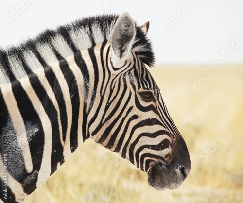 Plakat na papierze fotorealistycznym Zebra