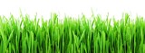 Fototapeta Kuchnia - Green grass