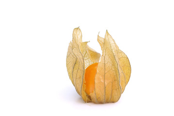 Poster - Physalis 09