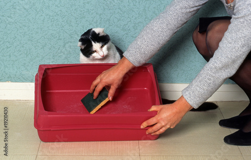 Photographie nettoyage du bac à litière d'un chat de gouttière attentif