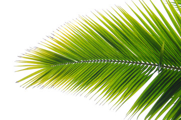 Wall Mural - palm tree leaves