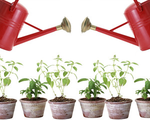 two red watering cans and plants in pots