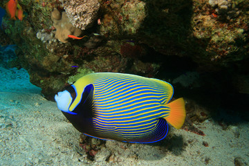 Canvas Print - Emperor Angelfish (Pomacanthus imperator)