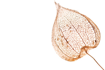 dried physalis pod isolated on white background