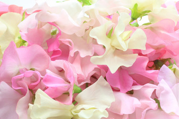 Wall Mural - sweet pea